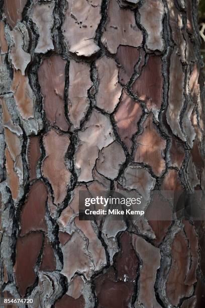 Tree bark texture of a Pine in Evisa, Corsica, France.