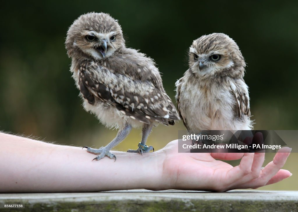 Burrowing Owls at Blair Drummond