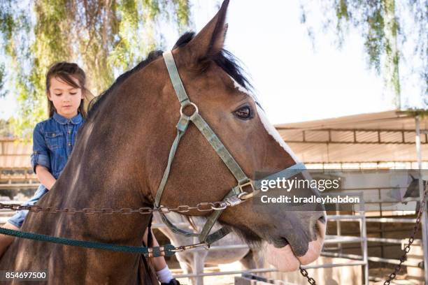 hübsches kleines mädchen lernen, ihre shire horse zu reiten - zugpferd stock-fotos und bilder