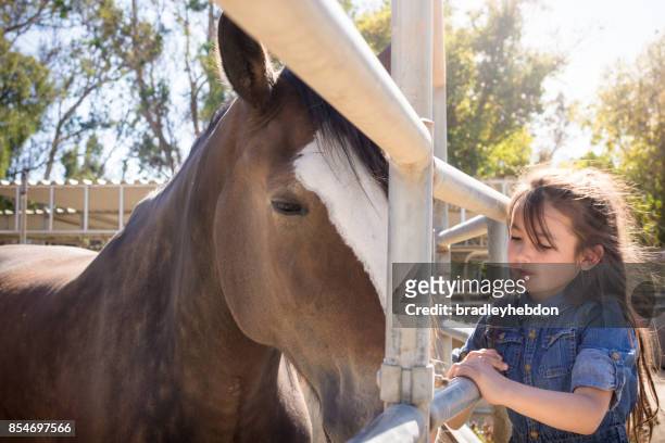 pretty little girl visits her shire horse at stables - shire stallion stock pictures, royalty-free photos & images
