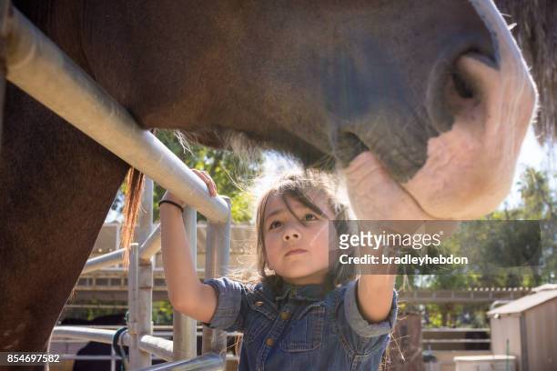 pretty little girl examins her shire horse at stables - shire stallion stock pictures, royalty-free photos & images