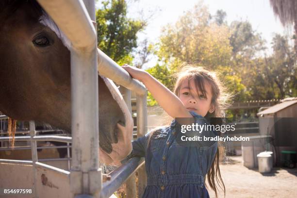 pretty little girl visits her shire horse at stables - shire stallion stock pictures, royalty-free photos & images