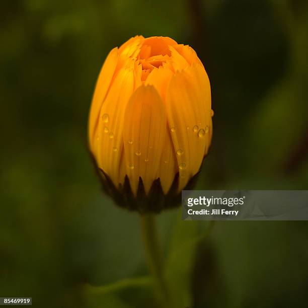 calendula officinalis bud with raindrops - corn marigold stock pictures, royalty-free photos & images