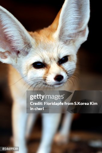 Fennec fox Fennec fox