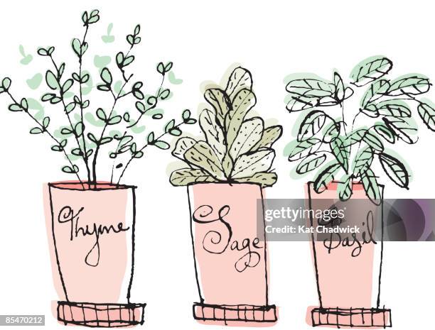 ilustrações, clipart, desenhos animados e ícones de potted thyme, sage and basil herbs - tomilho