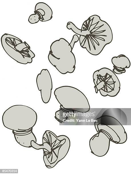 different types of mushrooms - mushroom types stock illustrations