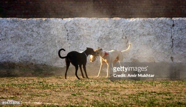 dog chase rabbit (dog race) - rabbit game meat stock pictures, royalty-free photos & images
