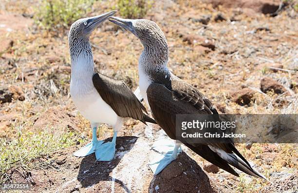 Two Blue Footed Boobys are seen during the visit of HRH Camilla, Duchess of Cornwall and Prince Charles, Prince of Wales to North Seymour Island on...