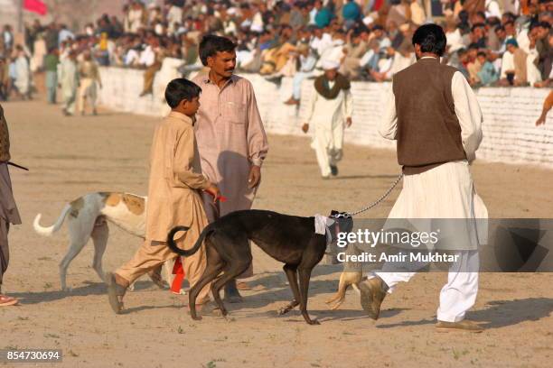 dog chase rabbit (dog race) - rabbit game meat stock pictures, royalty-free photos & images