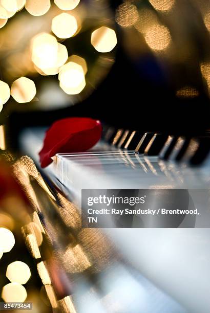 piano with rose petal and bokeh - piano rose fotografías e imágenes de stock