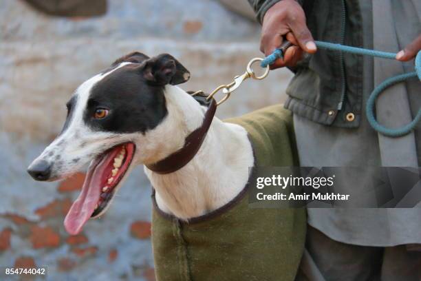 dog chase rabbit (dog race) - rabbit game meat stock pictures, royalty-free photos & images