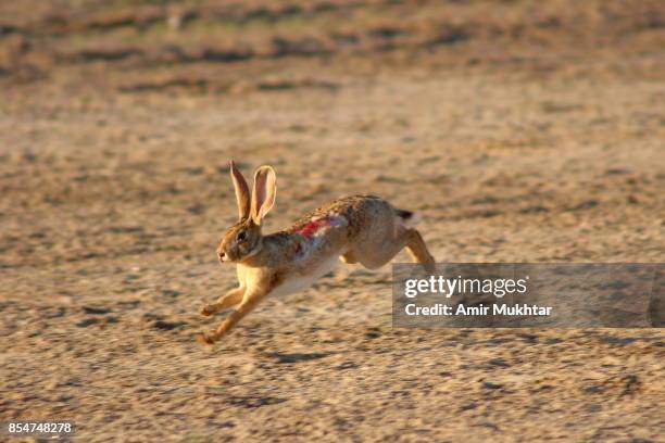 injured rabbit in dog chase rabbit (dog race) - rabbit game meat stock pictures, royalty-free photos & images