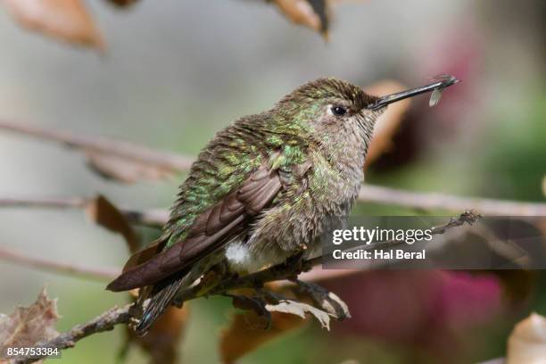 anna's hummingbird with insect - catching bugs stock pictures, royalty-free photos & images