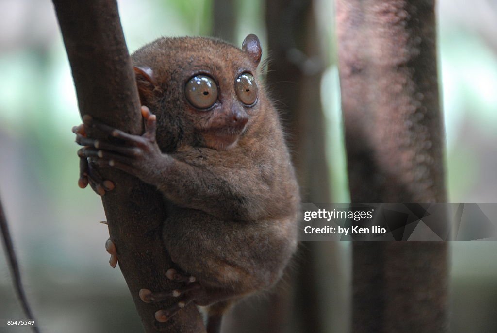 Tarsier (Tarsius syrichta) clinging on a branch