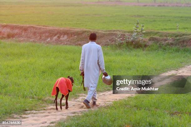 81 Dog Chasing Rabbit Stock Photos, High-Res Pictures, and Images ...
