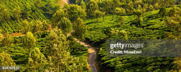 teeplantage in munnar - munnar stock-fotos und bilder