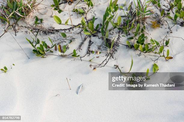 white sand of the dunes of rio vermelho - vermelho stock pictures, royalty-free photos & images