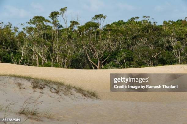 the edge of the dune - rio vermelho - vermelho stock pictures, royalty-free photos & images