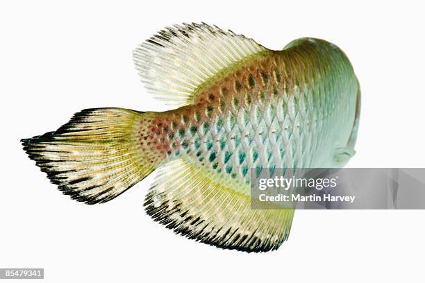 jardin's arowana fish (scleropages jardini) - arowana stockfoto's en -beelden