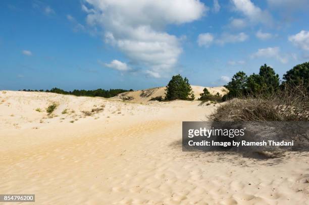 scene in the dunes of rio vermelho - vermelho stock pictures, royalty-free photos & images