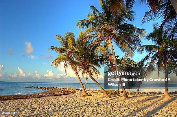 palm trees on the beach - florida beach stockfoto's en -beelden