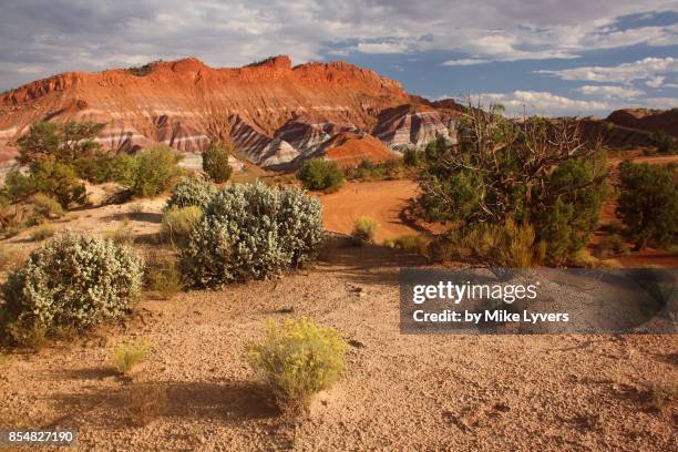 evening light on high desert foliage, paria - grand staircase escalante national monument stock-fotos und bilder