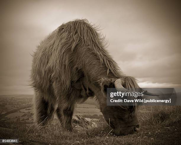 highland cow - baslow imagens e fotografias de stock