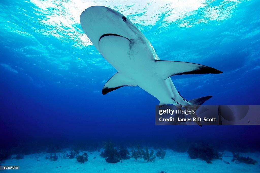 Reef Shark, New Providence, Bahamas