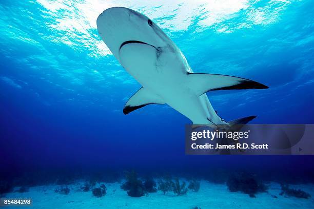 reef shark, new providence, bahamas - ペレスメジロザメ ストックフォトと画像