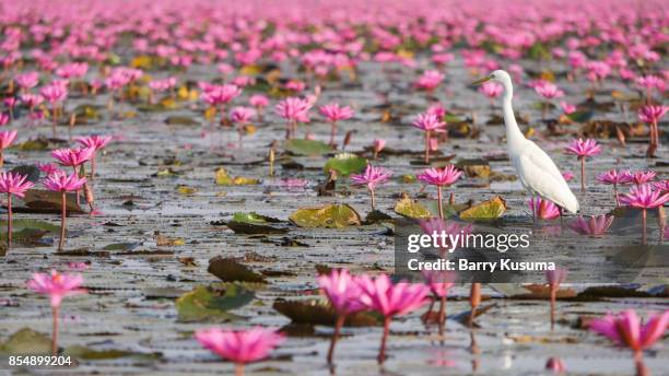 red lotus sea, udon thani. - barry crane - fotografias e filmes do acervo