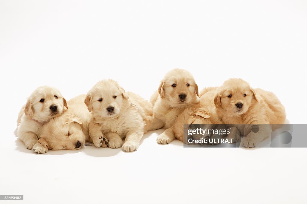 The puppies of the golden retriever