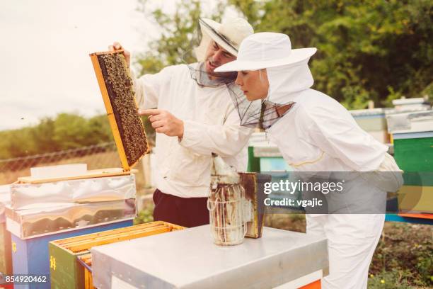 beekeeping - beekeeper stock pictures, royalty-free photos & images