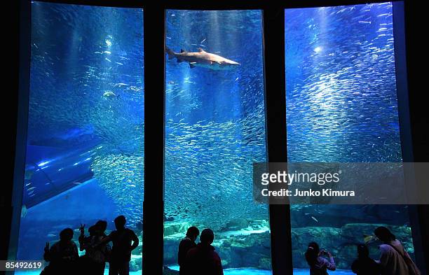 Shoal of sardines and sharks swim in the new tank at Yokohama Hakkeijima Sea Paradise on March 19, 2009 in Yokohama, Japan. The display starts as a...