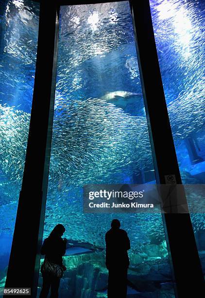 Shoal of sardines swim in the new tank at Yokohama Hakkeijima Sea Paradise on March 19, 2009 in Yokohama, Japan. The display starts as a part of...