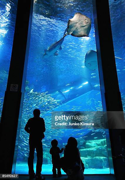 Shoal of sardines swim in the new tank at Yokohama Hakkeijima Sea Paradise on March 19, 2009 in Yokohama, Japan. The display starts as a part of...