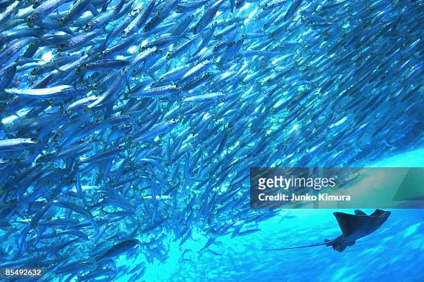Shoal of sardines swim in the new tank at Yokohama Hakkeijima Sea Paradise on March 19, 2009 in Yokohama, Japan. The display starts as a part of...