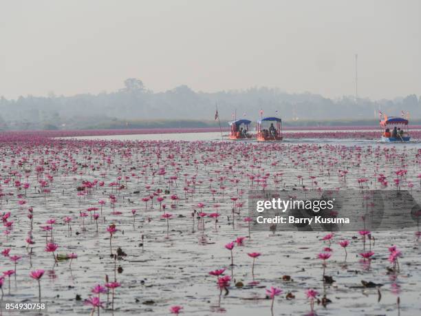 red lotus sea, udon thani. - udon thani stock pictures, royalty-free photos & images