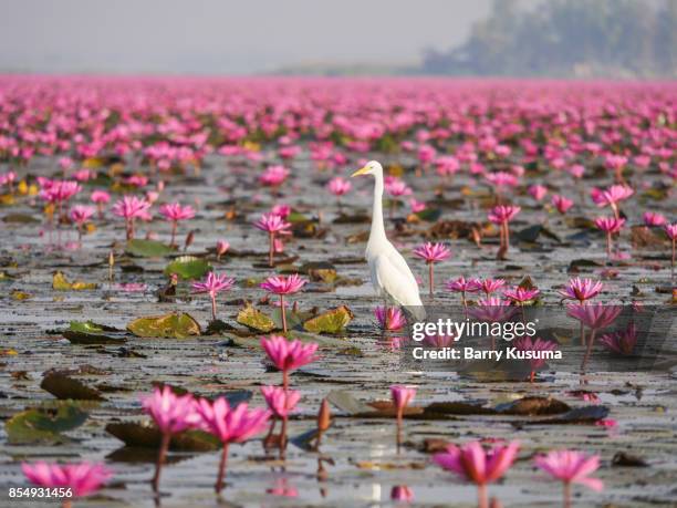 red lotus sea, udon thani. - barry crane stock pictures, royalty-free photos & images