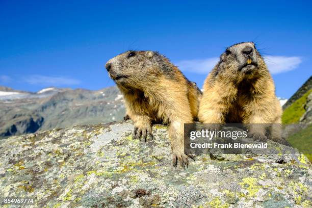 Two Alpine marmots are sitting on a rock, the mountain Grossglockner in the distance, at Kaiser-Franz-Josefs-Höhe.
