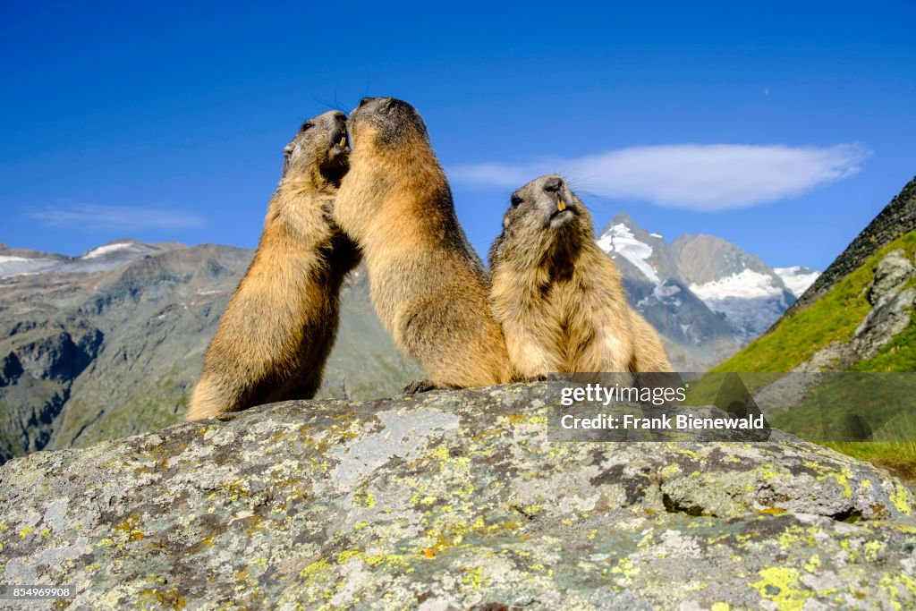 Three Alpine marmots (Marmota marmota) are standing on a...