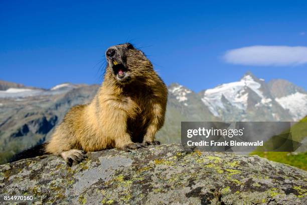 An Alpine marmot is sitting on a rock, the mountain Grossglockner in the distance, at Kaiser-Franz-Josefs-Höhe.