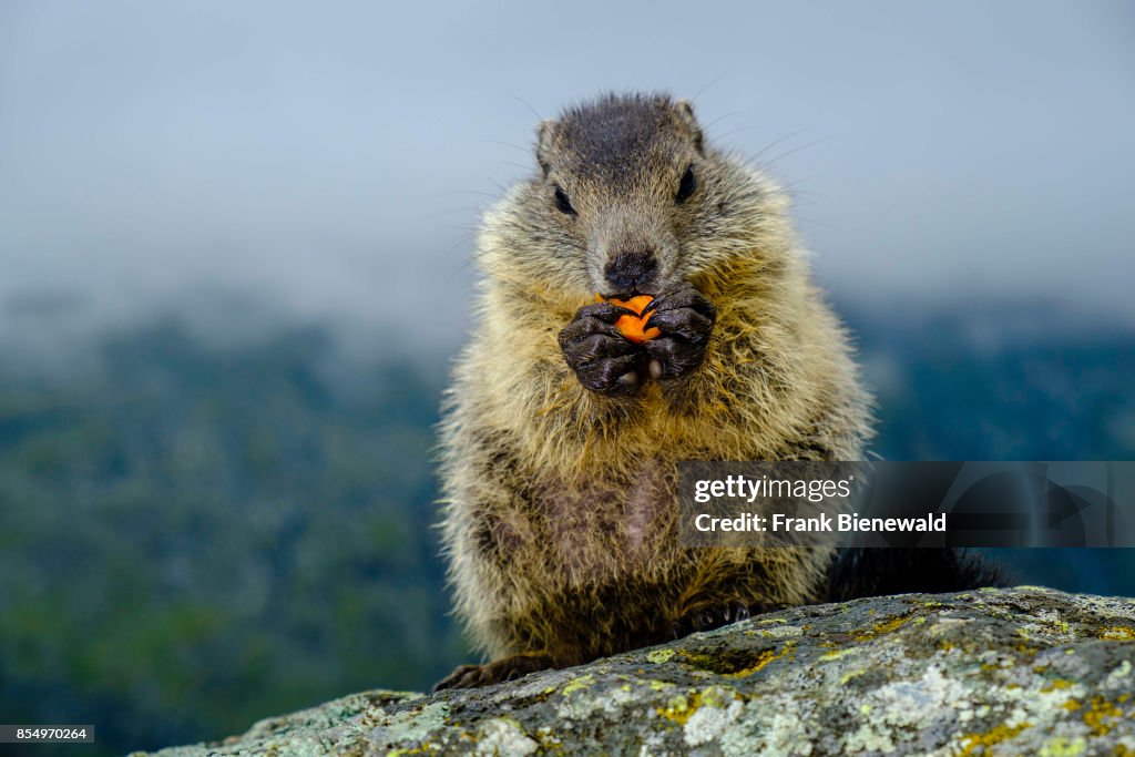 A baby Alpine marmot (Marmota marmota) is sitting and eating...