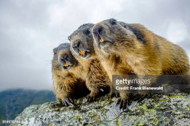 Three Alpine marmots are standing on a rock at Kaiser-Franz-Josefs-Höhe.