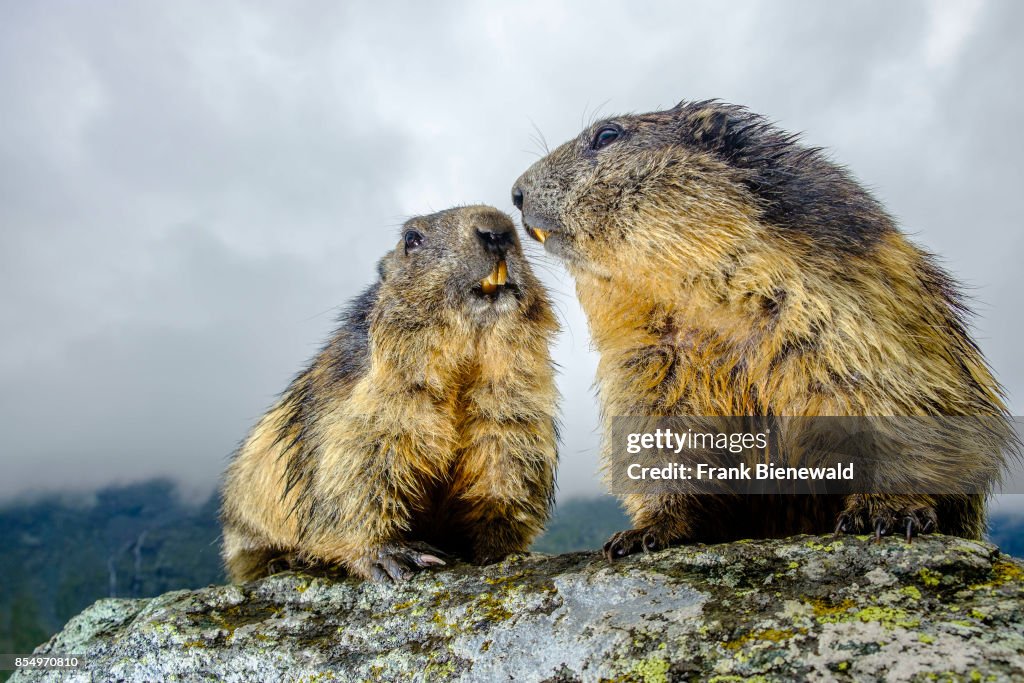 Two Alpine marmots (Marmota marmota) are standing on a rock...