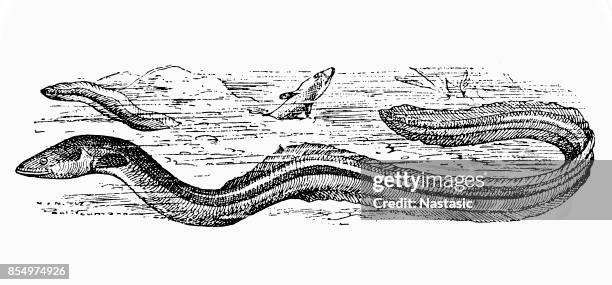 eel - slime eel stock illustrations