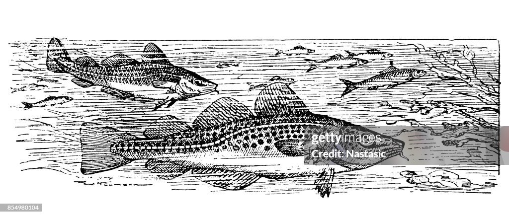 Atlantic Cod (Gadus Morhua)