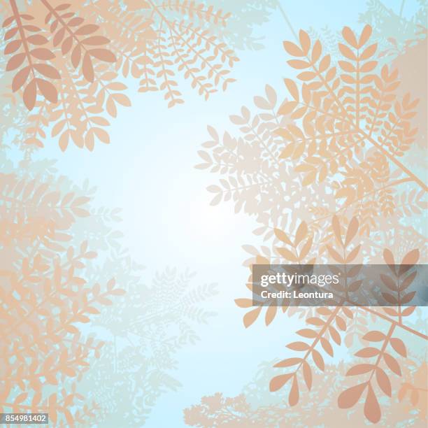 canopy - blätterdach stock-grafiken, -clipart, -cartoons und -symbole