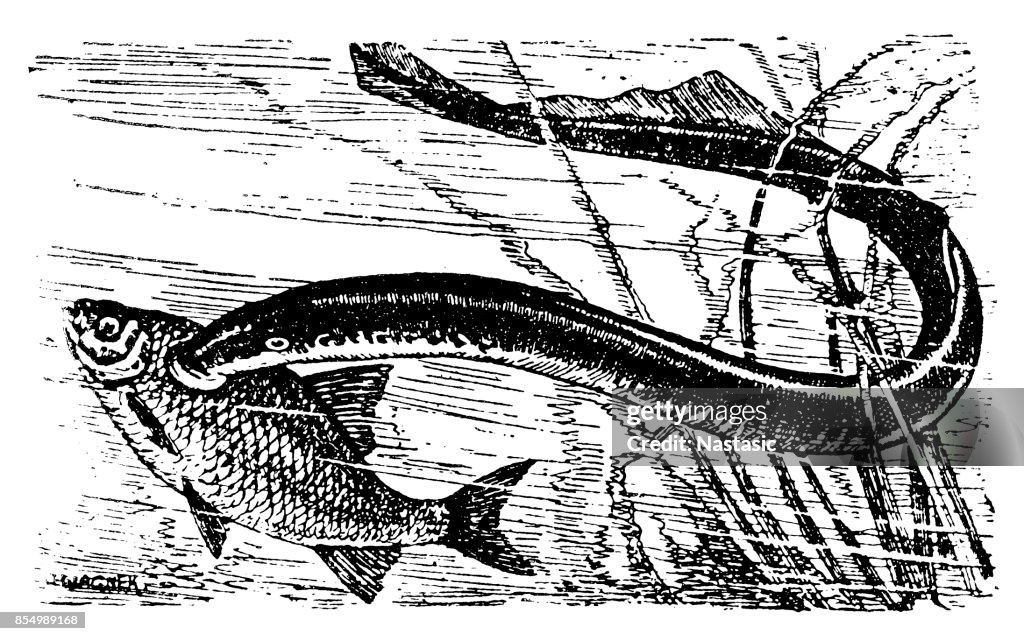 Planer's lamprey