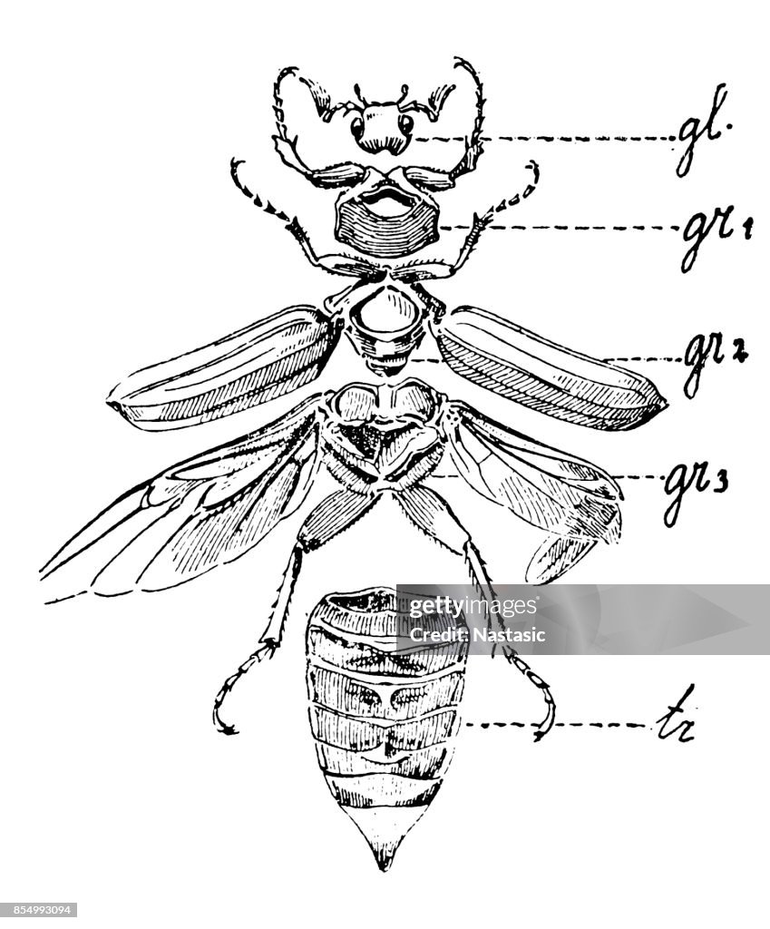 Beetle body parts