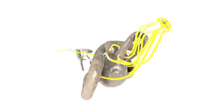 Ear Rotation 132 Human Ear Anatomy Stock Videos, Footage, & 4K Video Clips - Getty ...